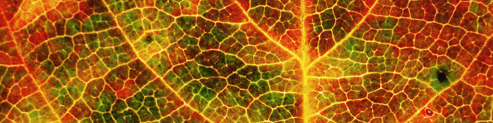 Leaf of a fruit plant closeup. Bright abstract natural banner. Yellow and red colorful backdrop. Fall autumn heading. Tree leaf structure. Mosaic of cells and veins. Macro