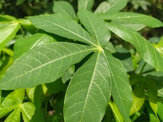 green cassava leaf background 