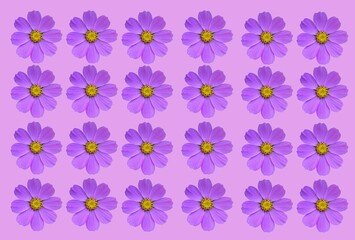 Beautiful cosmos, cosmea flowers set isolated .