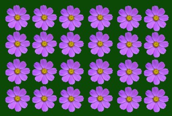 Beautiful cosmos, cosmea flowers set isolated .