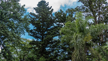 Tropical vegetation. Palm trees, coniferous, deciduous trees against a background of blue sky and clouds. Seychelles
