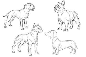 In the animal world. Vector image, dog. Black and white drawing, coloring book.