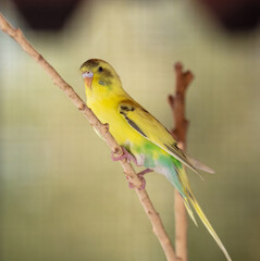Wavy parrots in the park.