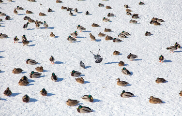 Fototapeta premium Ducks on the snow in winter.