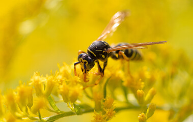 Wasp on a yellow flower.