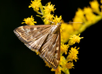Butterfly on a yellow flower.