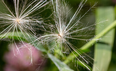 Fluffy dandelion on nature.