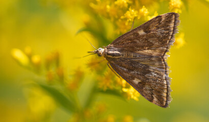 Fototapeta premium Butterfly on a yellow flower.