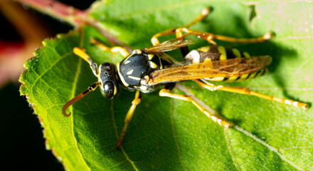 Wasp on a green leaf.