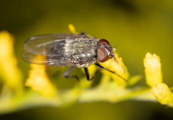 Fly on a yellow flower.