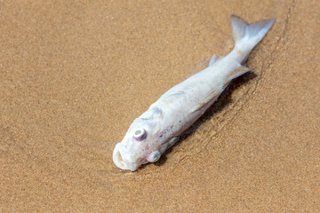 Dead fish on the sandy seashore.