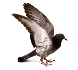Flying pigeon isolated on white