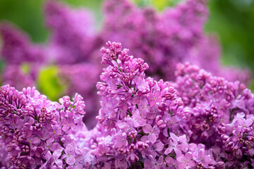 Beautiful lilac flowers in nature.