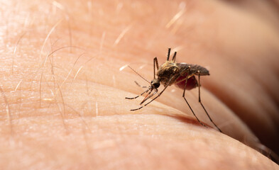 A mosquito drinks blood on human skin.