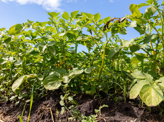 Green potato leaves against the blue sky.