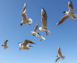 A flock of seagulls in flight against a sky.