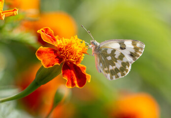 Butterfly on an orange flower.