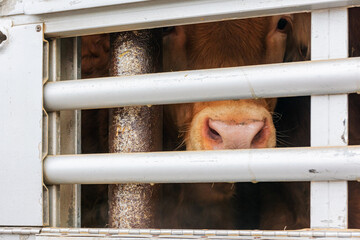 Snout of a cow leaning out of the ventilation window of a cage truck.
