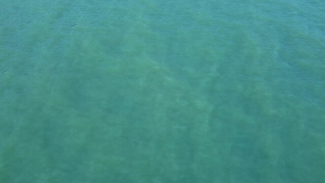 4k Above view of whale swimming in blue waters of ocean outdoors irrl. Aerial picture captured from drone of adult animal frolicking in calm azure waters of lake or sea. Creative tourist filmed