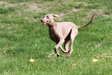 Reinrassige Weimaraner Hund springt auf der wiese 