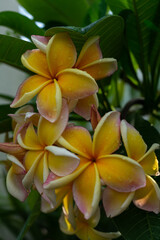 Obraz premium yellow frangipani flower