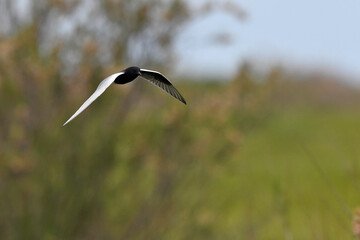 White-winged tern // Weißflügelseeschwalbe (Chlidonias leucopterus)