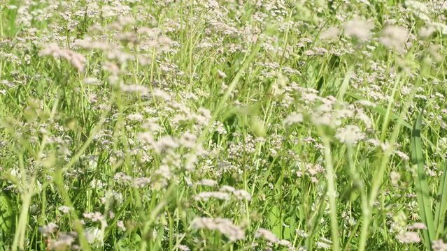 Field of wild cumin close-up on a summer day
