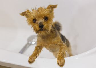 The Yorkshire Terrier is standing in a white bath before bathing after a walk, taking care of himself and smiling. Cute and funny dog.