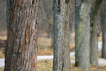 Obraz premium Close Up of tree park - Some trees standing in a row