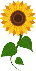 Cartoon botanic garden plant sun flower