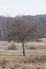 One tree in the middle of a field, surrounded by a forest. Barren landscape