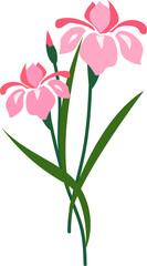 Obraz premium Cartoon botanic garden plant flower pink iris
