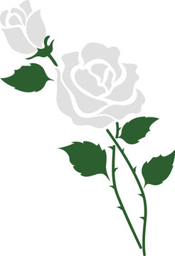 cartoon botanic garden plant flower white rose