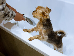 The Yorkshire Terrier washes in the bathroom after a walk, takes care of himself and smiles. Cute and funny dog.