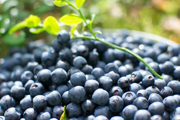 
Picking blueberries in the forest. Wild berries.