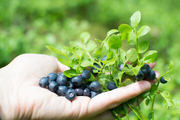 
Picking blueberries in the forest. Wild berries.