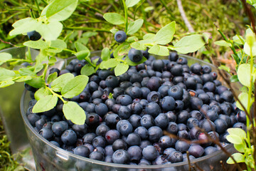 
Picking blueberries in the forest. Wild berries.