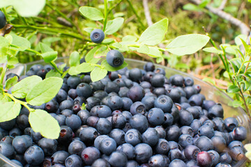 
Picking blueberries in the forest. Wild berries.