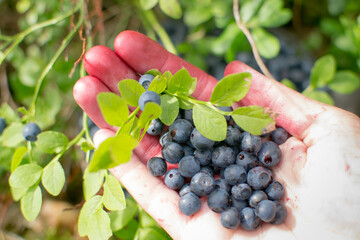 
Picking blueberries in the forest. Wild berries.