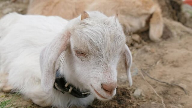 Video of a muzzle of a baby goat.