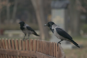 a pair of crows on a fence