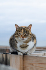 A red spotted cat sits by the sea and looks at people. A stray pet walks. Pedigree cat. Fluffy animal.