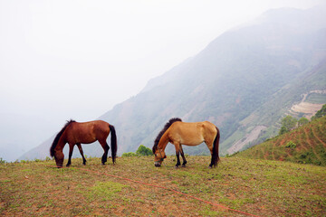 Fototapeta na wymiar Horses eating grasses up on the mountain of Ta Xua, Vietnam