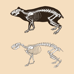 Fototapeta na wymiar Skeleton agouti vector illustration