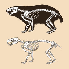 Skeleton alpine marmot vector illustration