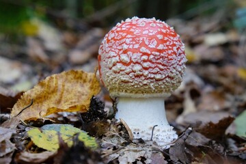 Young Amanita muscaria - red toadstool, commonly known as the fly agaric or fly amanita. It is poisonous mushroom. And is noted for its hallucinogenic properties.