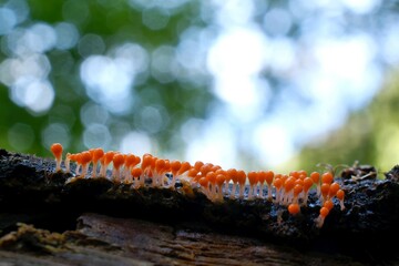 Amazing colorful slime mold Trichia decipiens - slime molds are interesting organisms between...