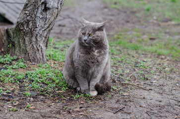 Naklejka na ściany i meble A spotted street cat sits in the grass and looks at people. The pet walks on the street. Fire cat. Pedigree animal.