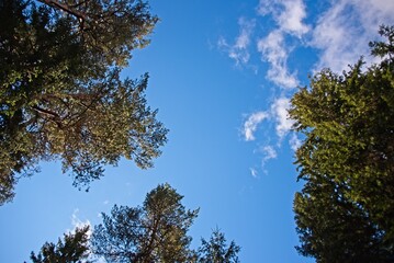 Autumn in a Latvian Forest in September