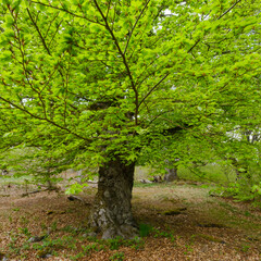 Knorrige Buche (Fagus), Hutewald Halloh, Naturpark Kellerwald, Hessen, Deutschland, Europa